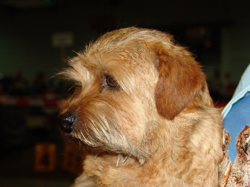 CH. boomer Hermion